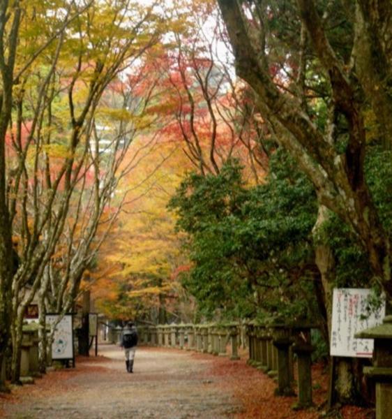 風来坊08 写真アルバム 京都愛宕山紅葉walk 08 11 15