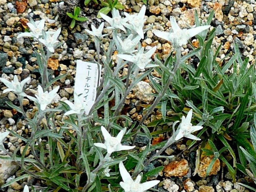 6月の花walk 六甲高山植物園