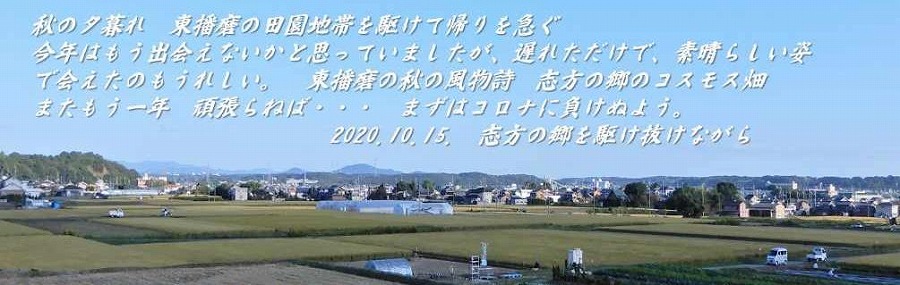 スライド動画 東播磨 秋の風物詩 コスモス 10 15 コロナ禍の秋に ほっと一息