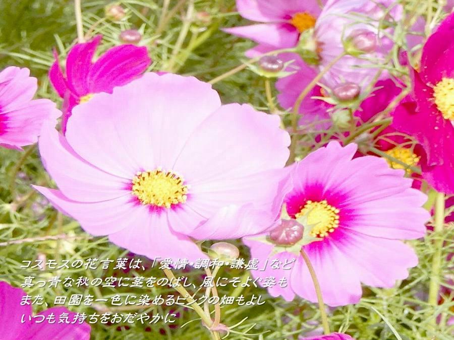 風来坊 掲載リスト 近畿 風来坊 掲載リスト 近畿